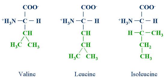 BCAA_547