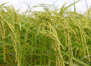 jasmine-rice-plant