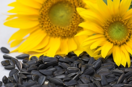 Sunflower_Seeds_Flower